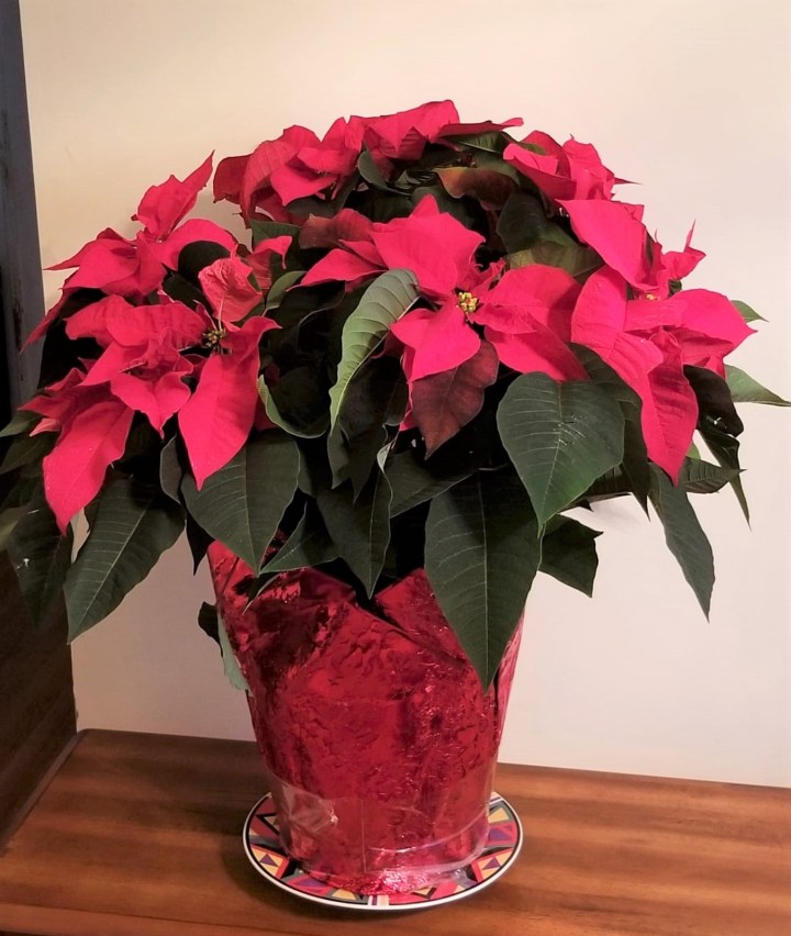 Poinsettia – A Christmas&nbsp;Miracle?