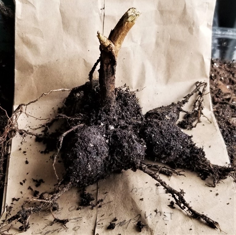 Earth Day – Going Underground – My Slice of Mexico