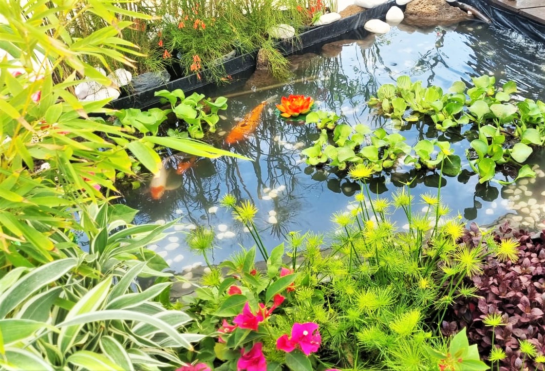 001 pond with carp