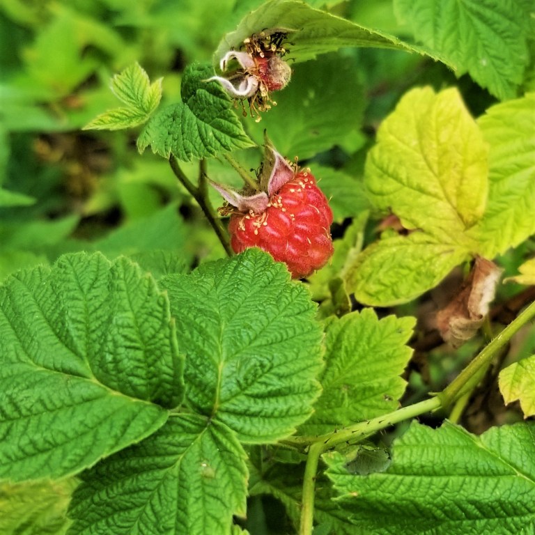 Mexican Raspberry Tree Six on Saturday – Fruit and Edible Flowers – My Slice of Mexico