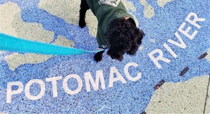 Pooch Goes to&nbsp;Washington