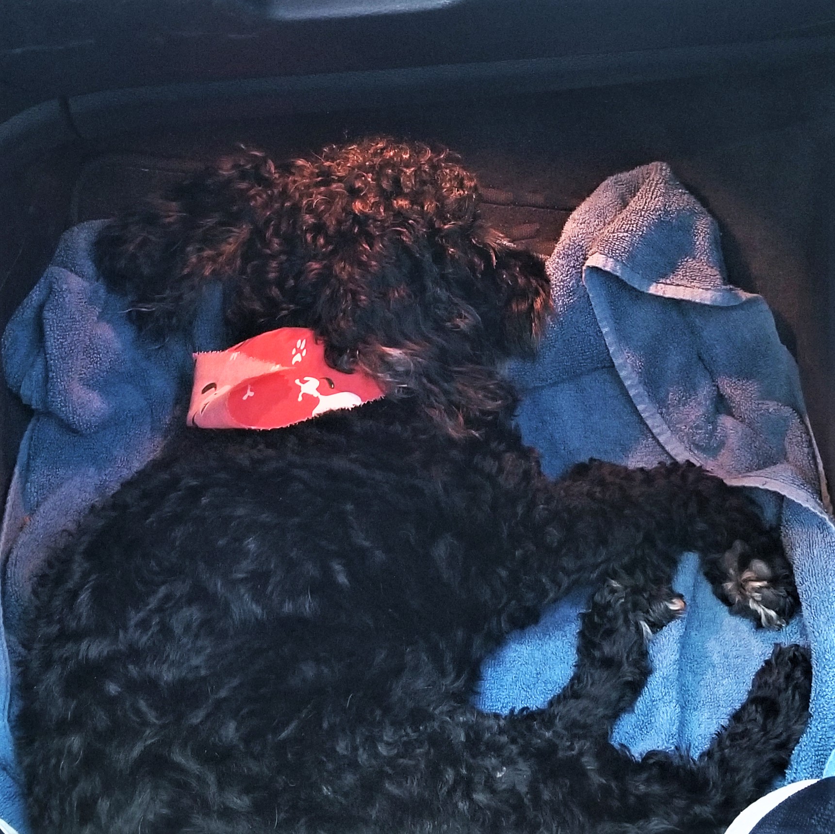 028 tired dog happy dog