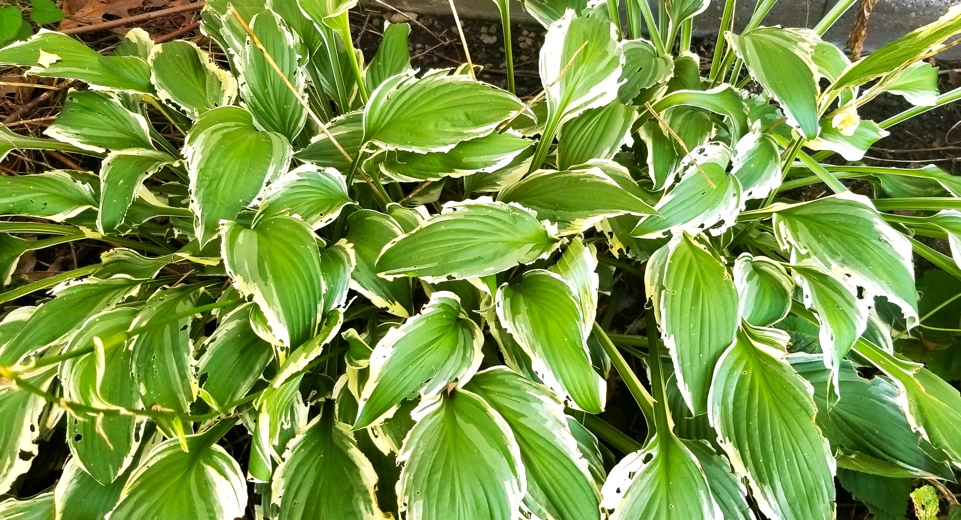 001 20230901 hostas
