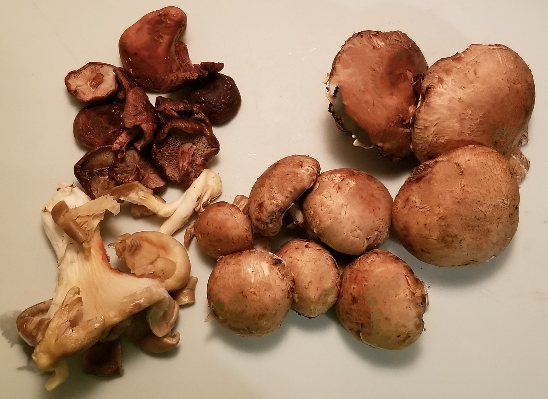 003 variety of mushrooms