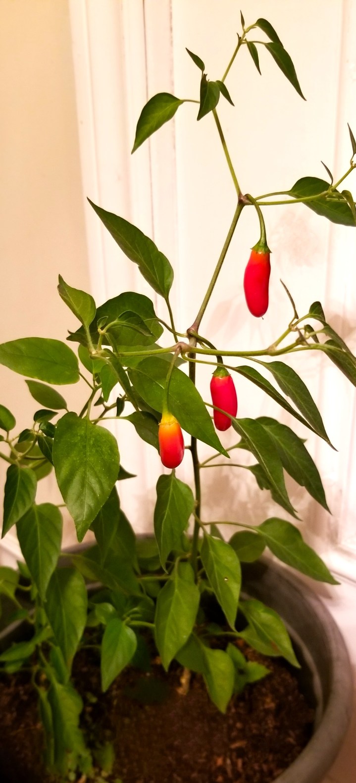 001 The Christmas Pepper 20231203 FOTD