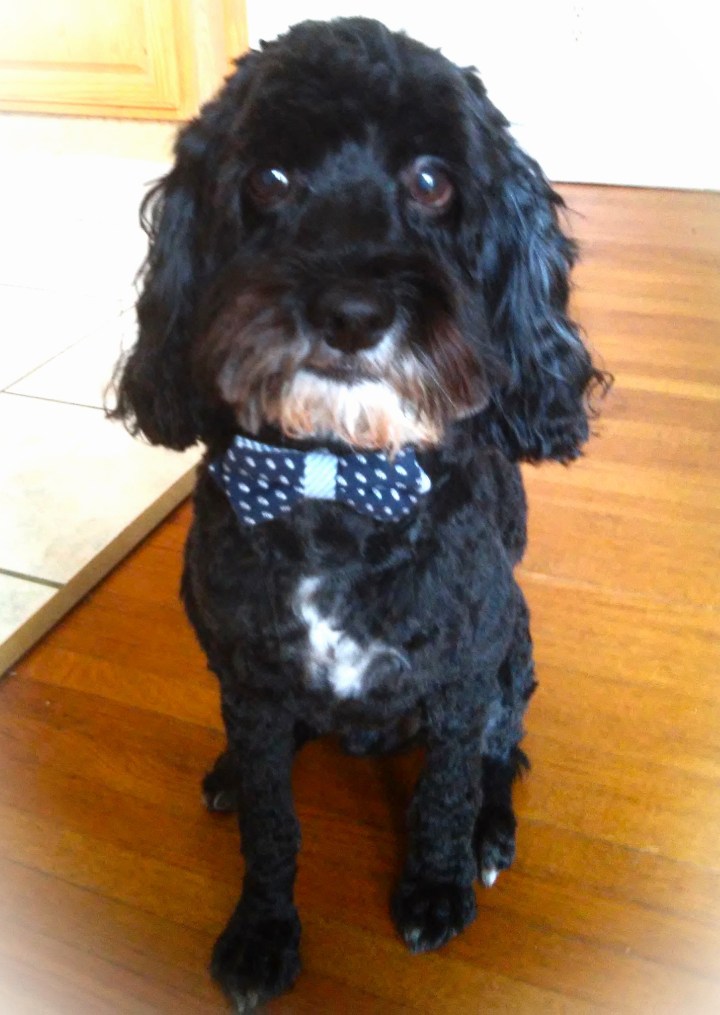 Our Little Black&nbsp;Dog