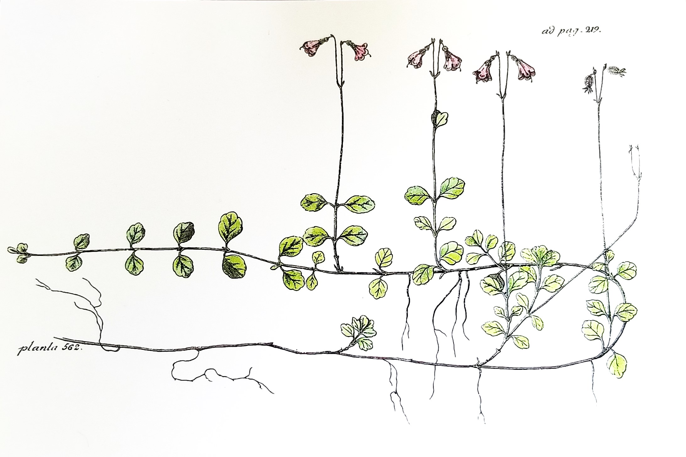 000 Linnea borealis postcard