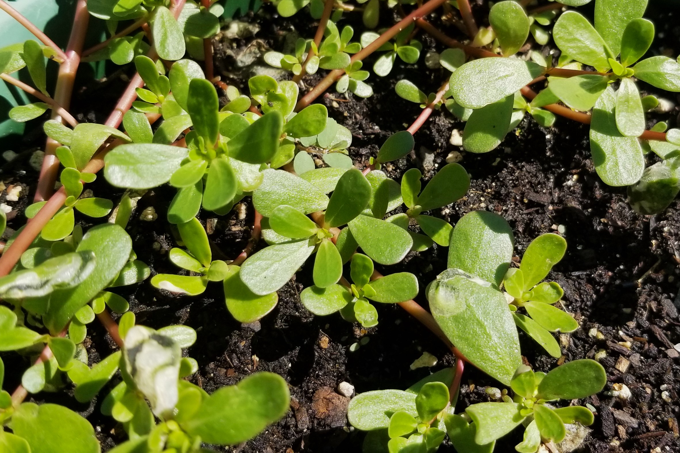 000 purslane