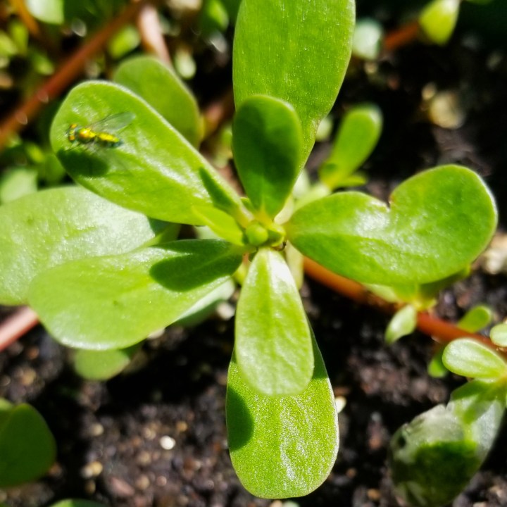 Delicious Weeds in my Neglected&nbsp;Backyard