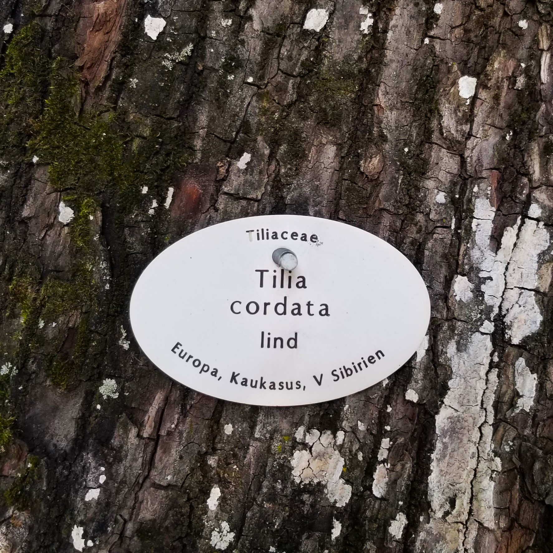 009 Tilia cordata tree label