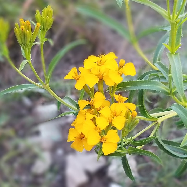 Mexican Tarragon and St.&nbsp;Michael
