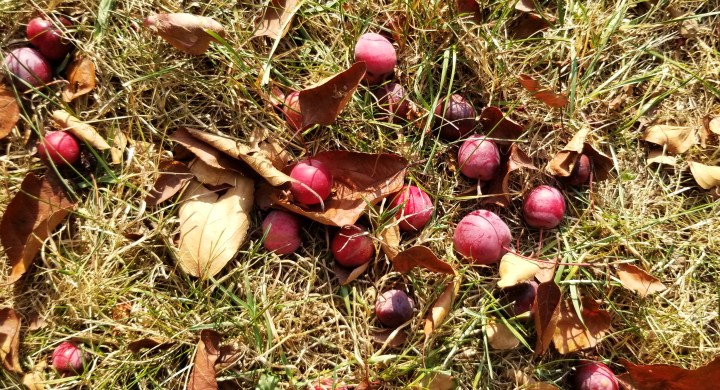 Crabapples – Free Fall&nbsp;Food